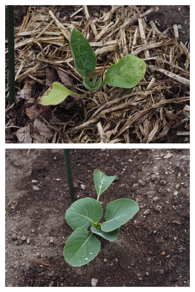 260520_Garden-plants_5