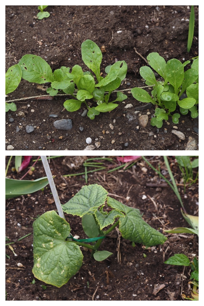 260520_Garden-plants_6