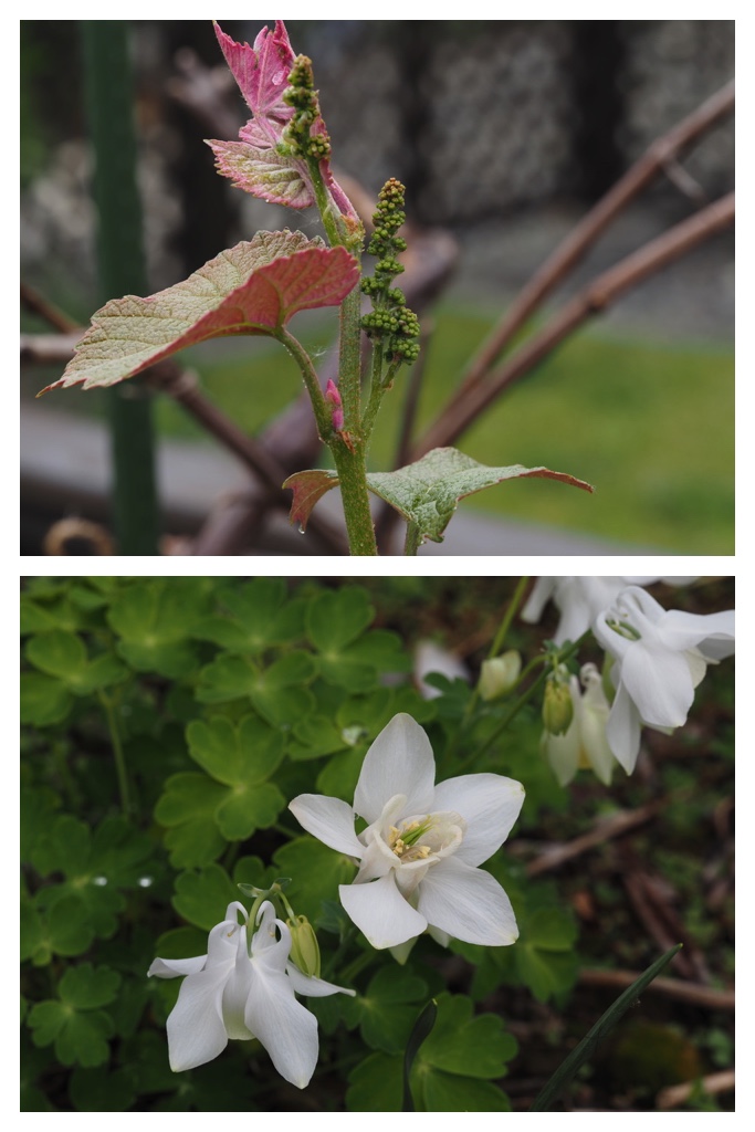 260520_Garden-plants_9