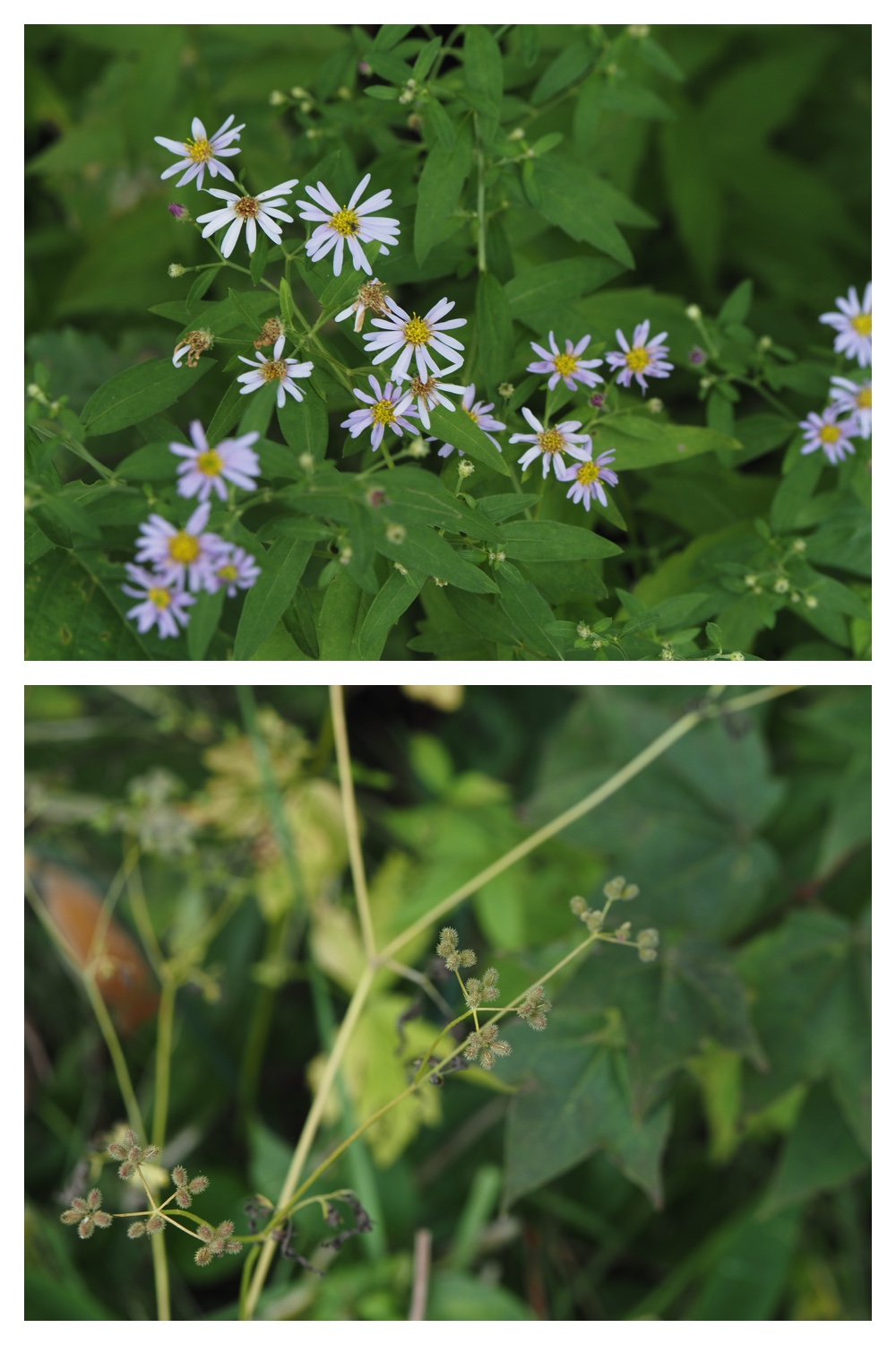 260906_Chou_10