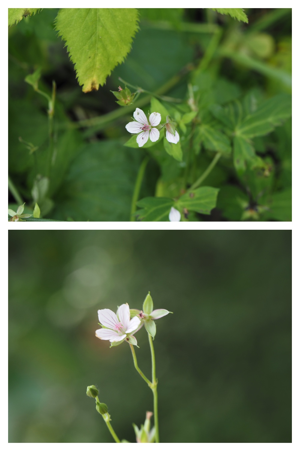 260906_Chou_11
