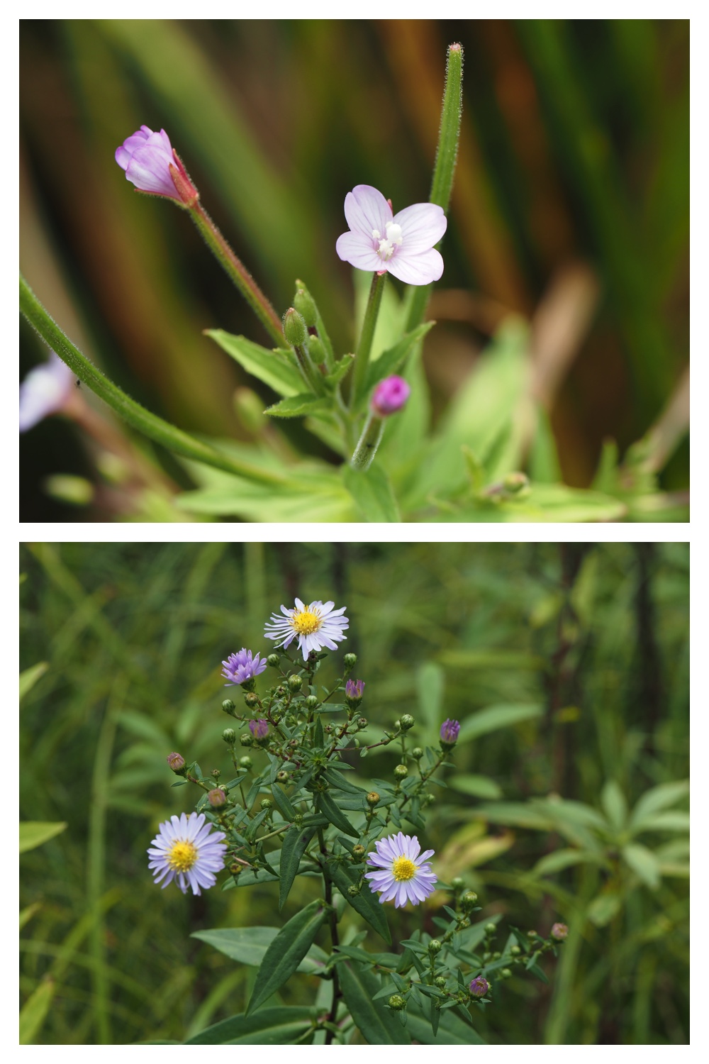260906_Chou_26