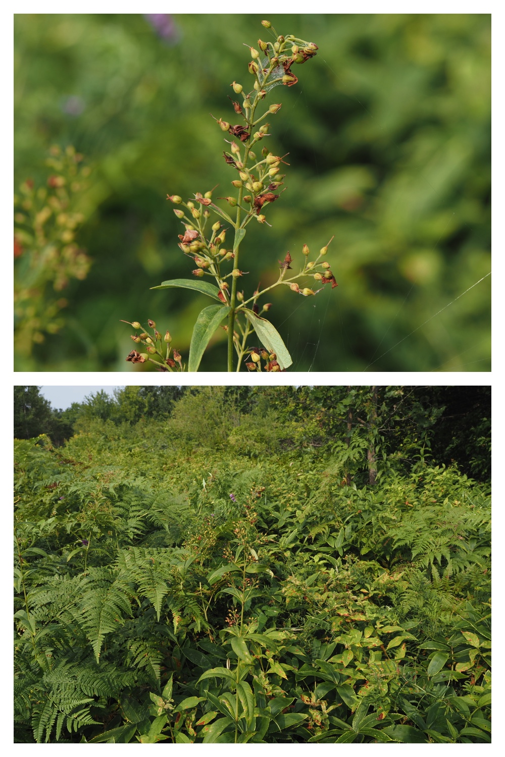260906_Ezorindou_12