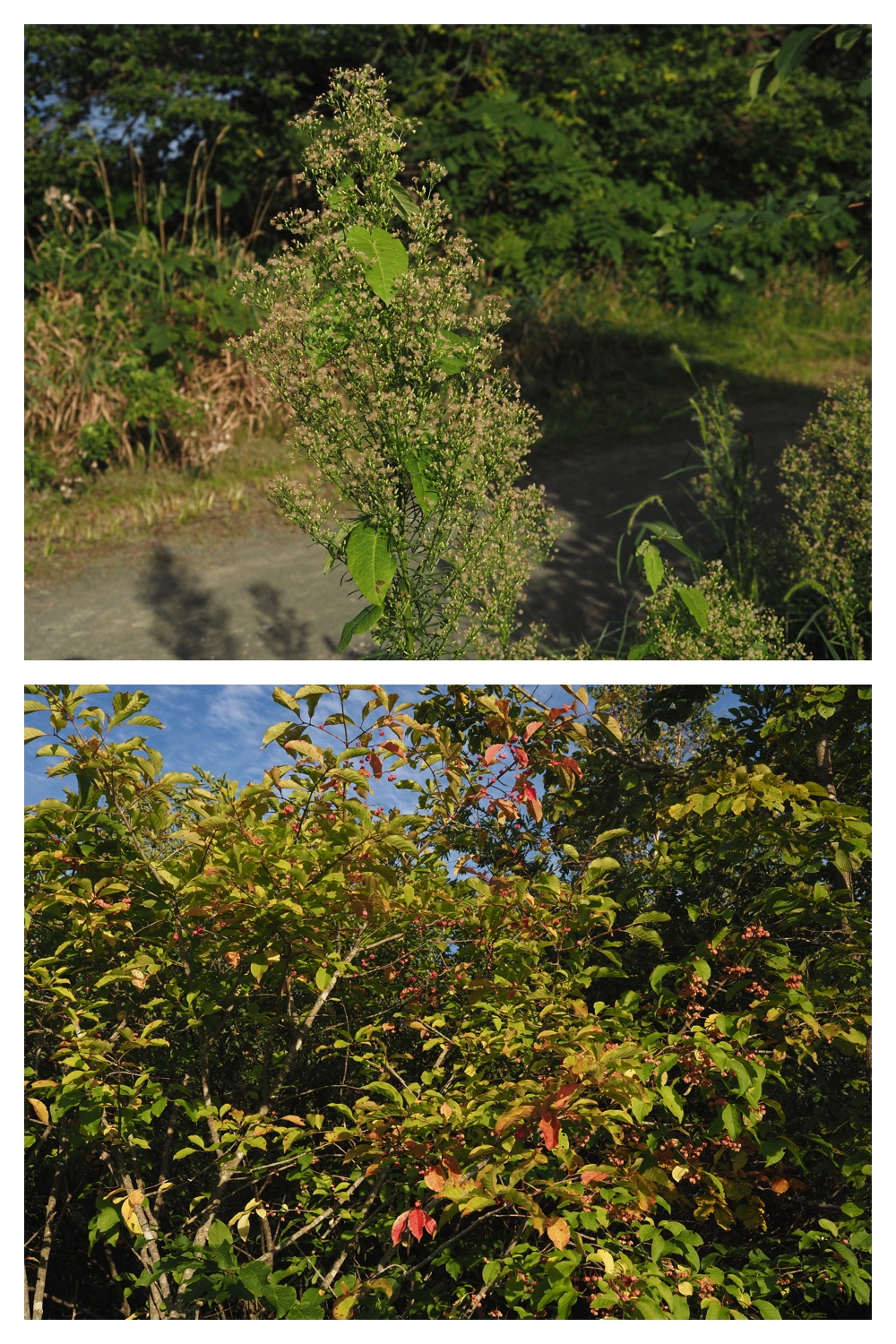 260908_Kikyou_33