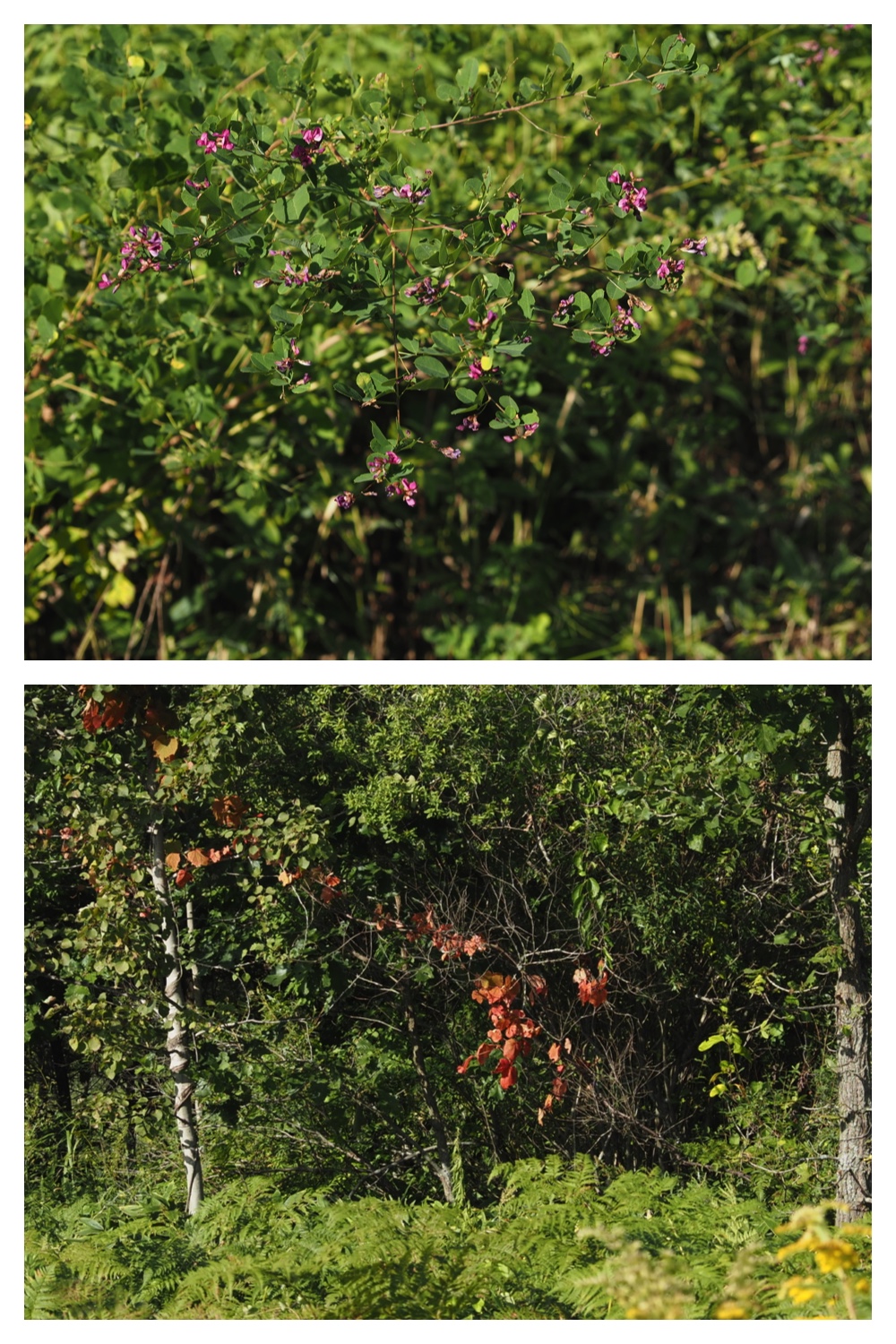 260908_Kikyou_7