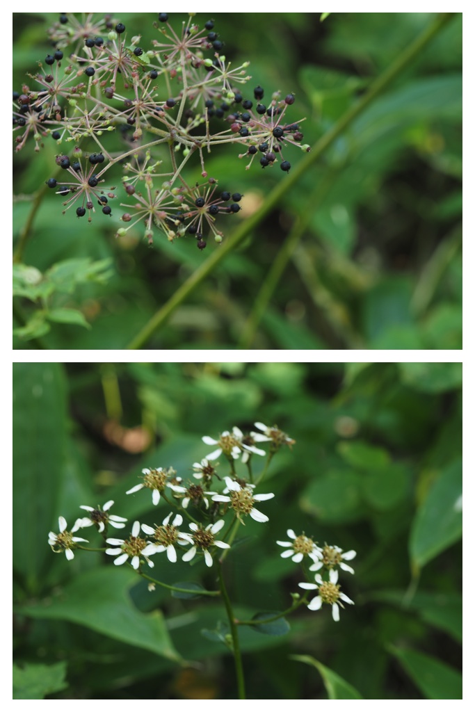 260911_Kunimiyama_14