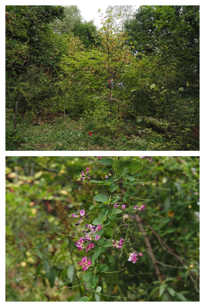 260913_Satoyama_12