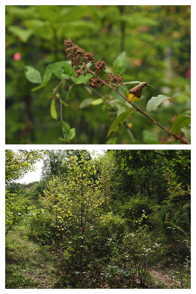 260913_Satoyama_17