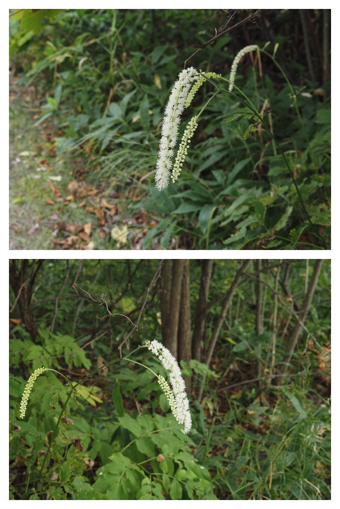 260913_Satoyama_19