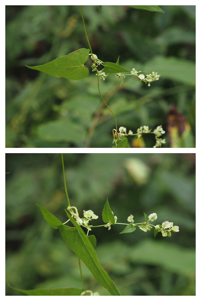 260913_Satoyama_21