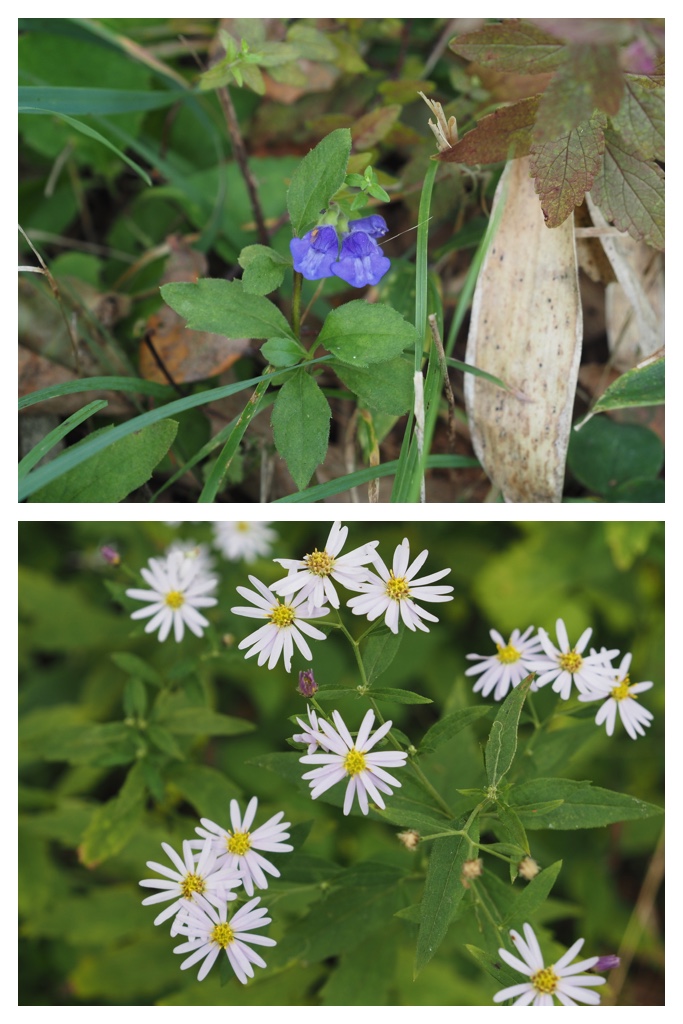 260913_Satoyama_24