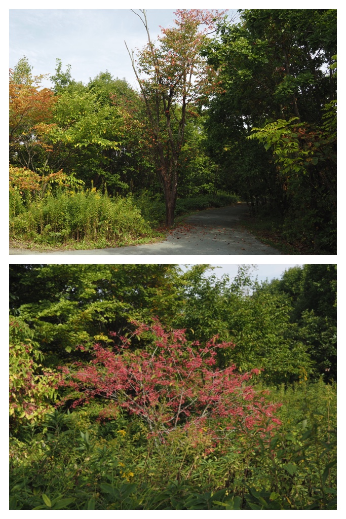 260913_Satoyama_7