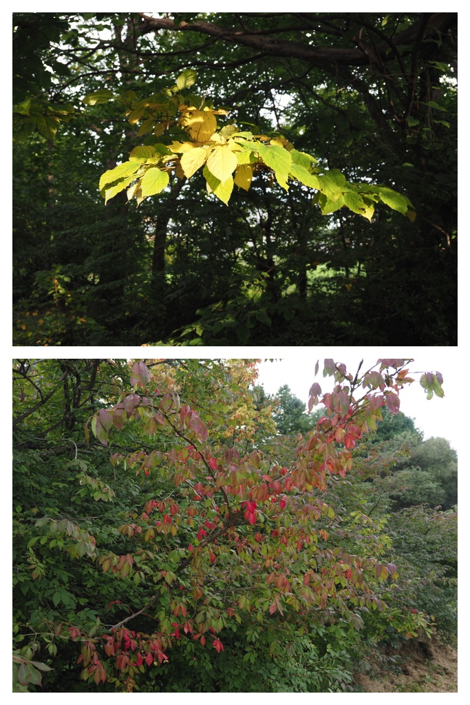 260914_Hasshounochi_23