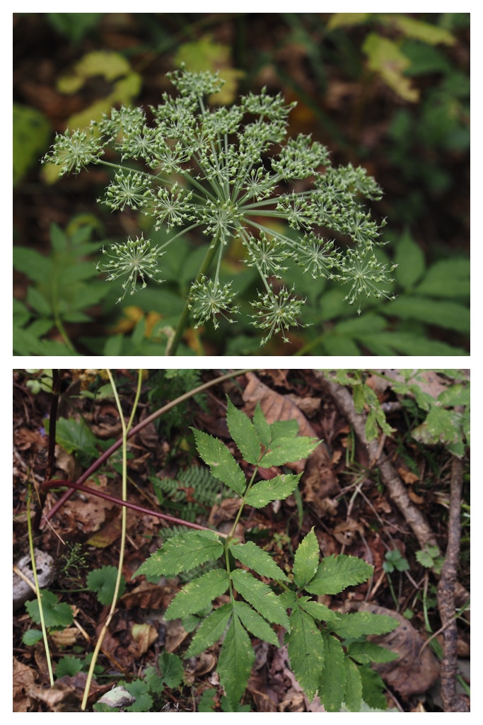260929_Sennen-mori_22