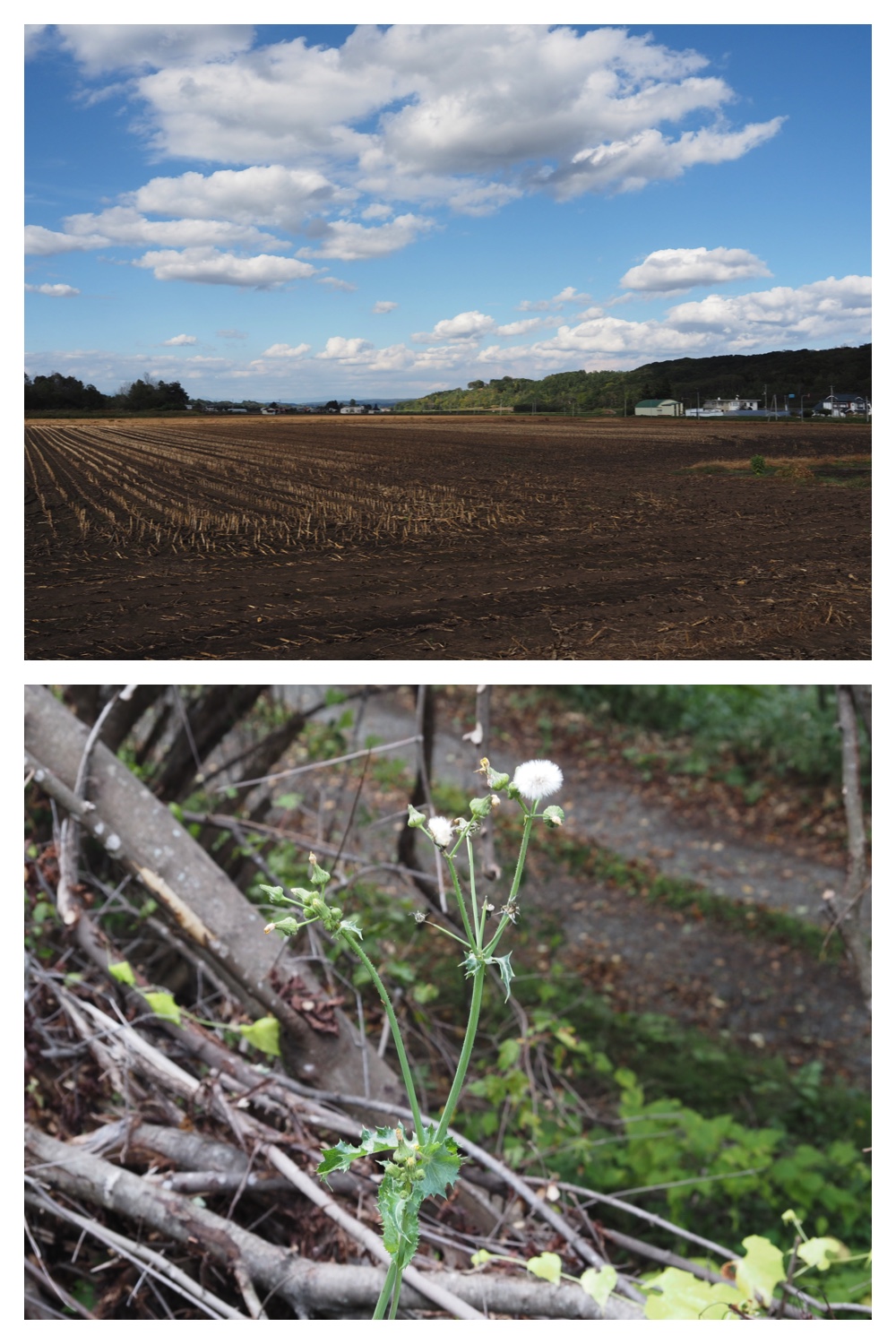 260930_Tokachi-hills_3