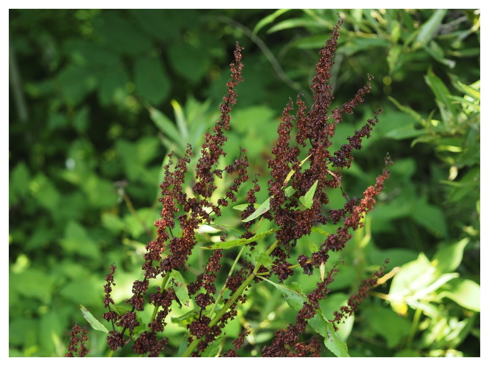 エゾノギシギシ