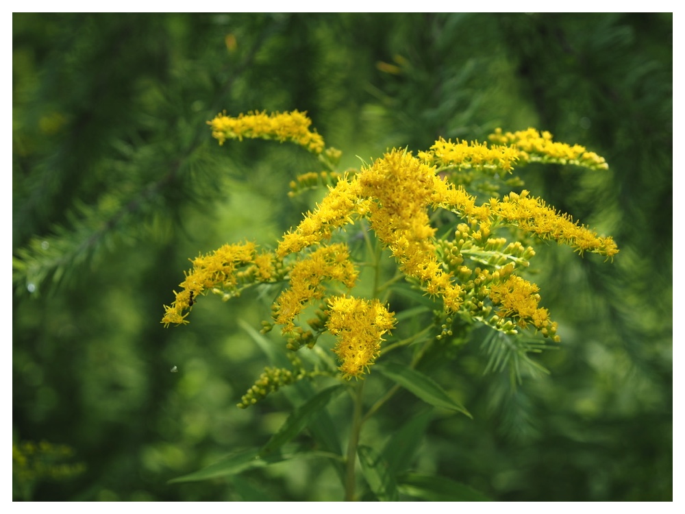 オオアワダチソウ