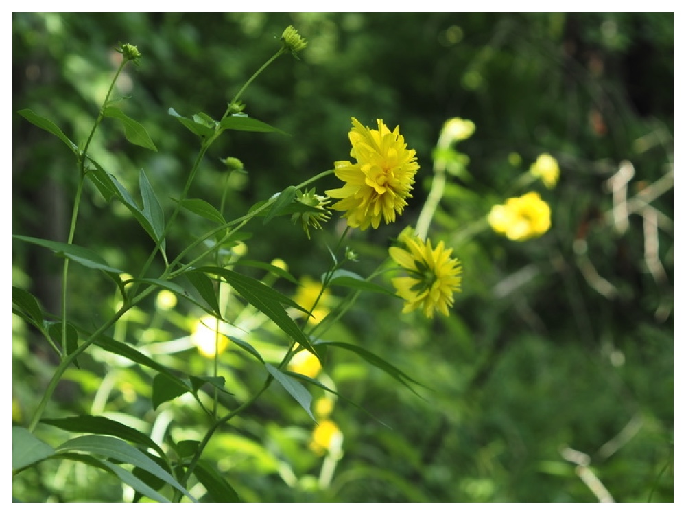 オオハンゴンソウ