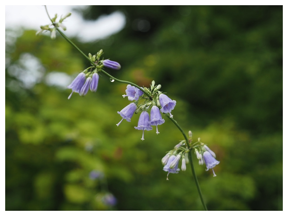 ツリガネニンジン