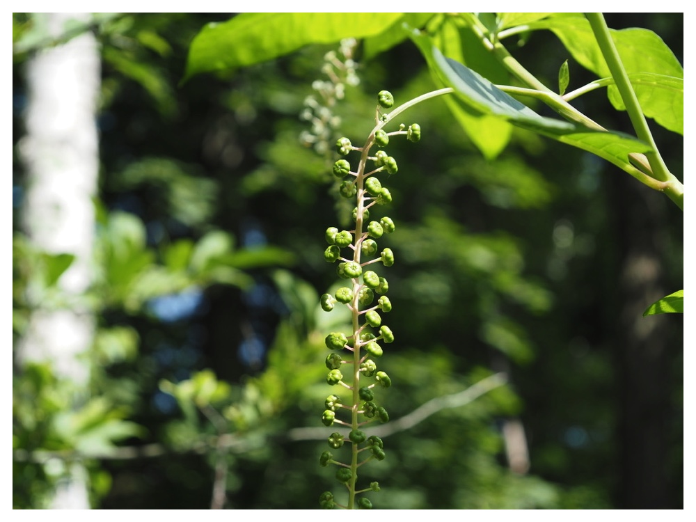 ヨウシュヤマゴボウ