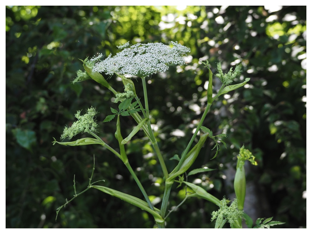 エゾノヨロイグサ