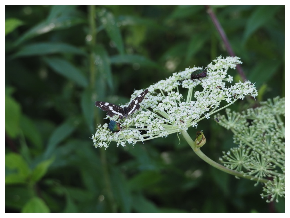エゾノヨロイグサ