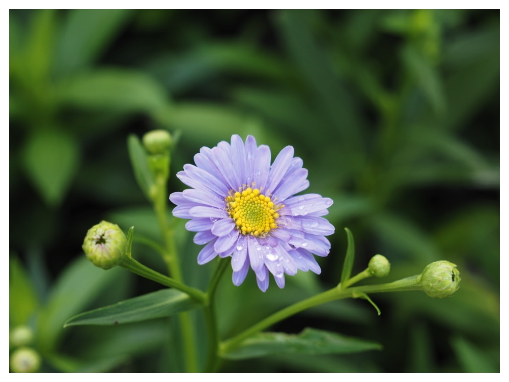 チョウセンヨメナ