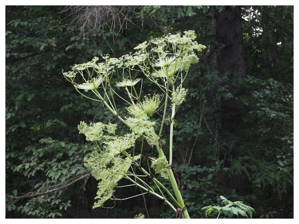 エゾノヨロイグサ