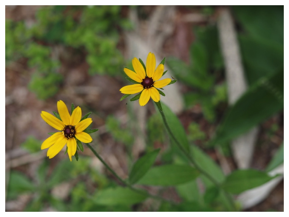 アラゲハンゴンソウ