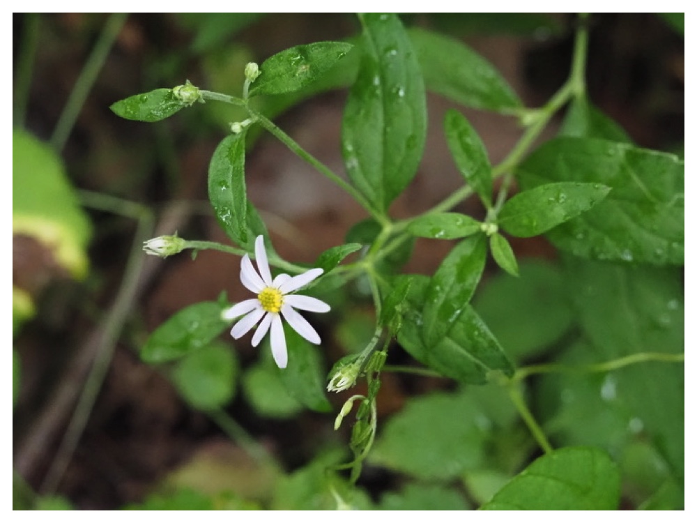 エゾノコンギク