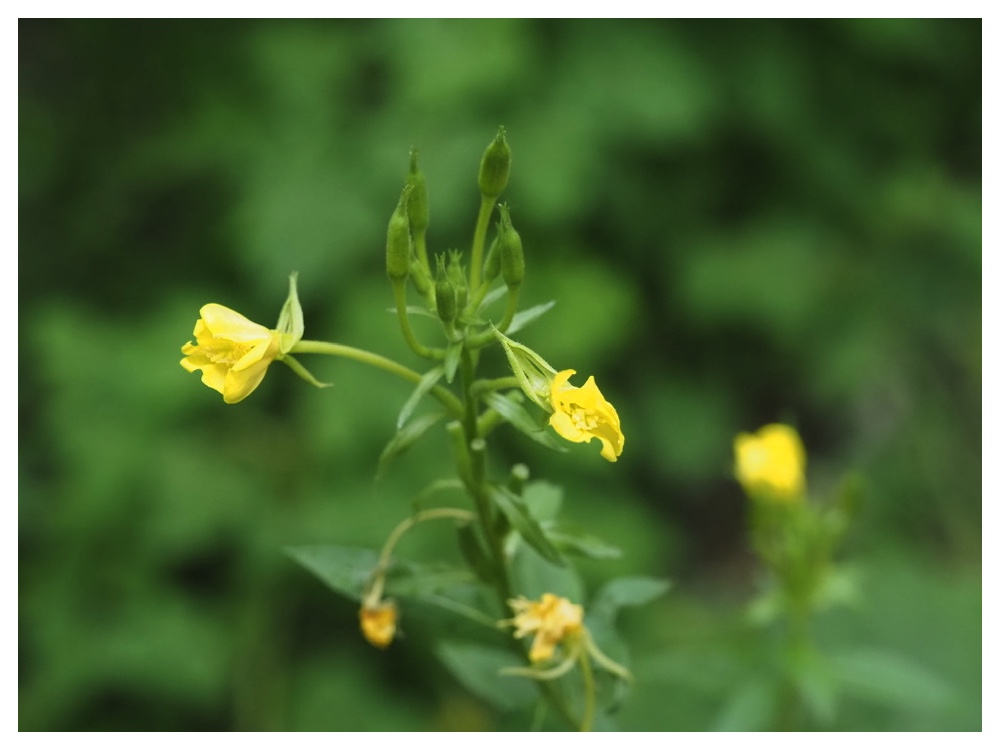 メマツヨイグサ