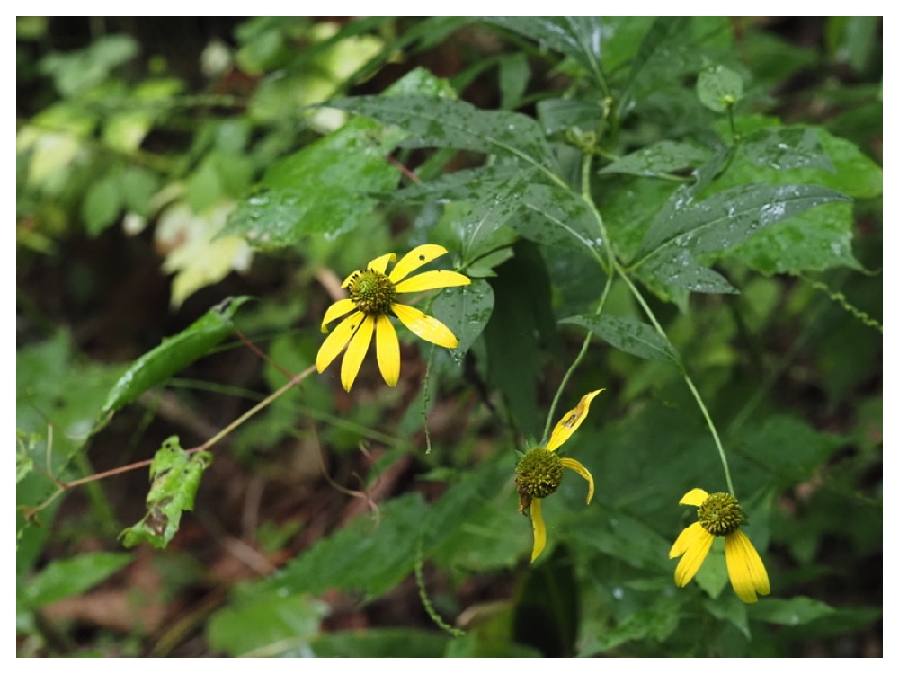 オオハンゴンソウ