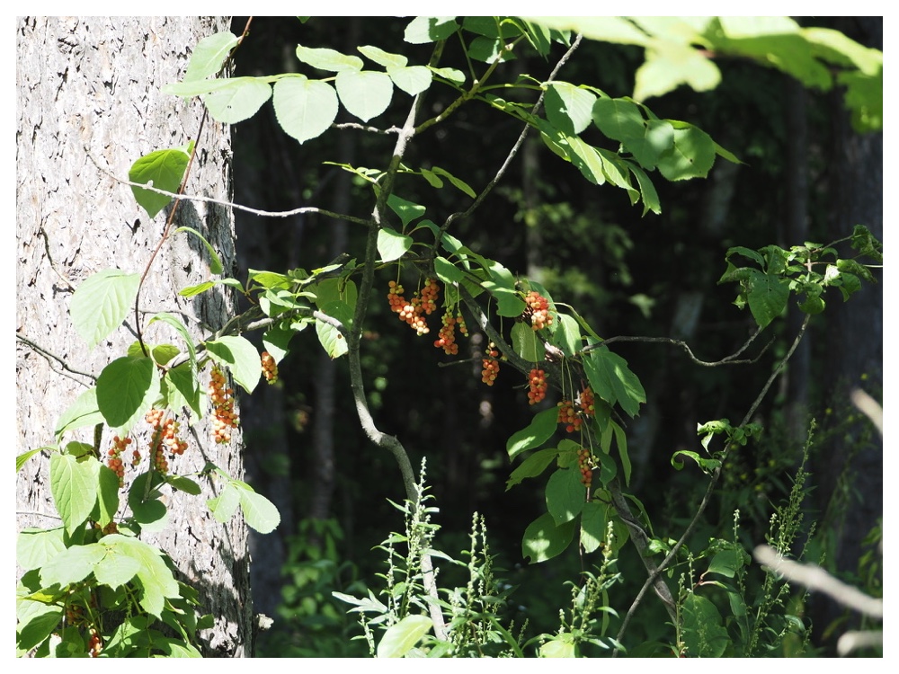 チョウセンゴミシ