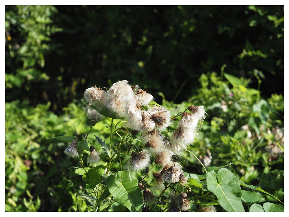 エゾノキツネアザミの綿毛