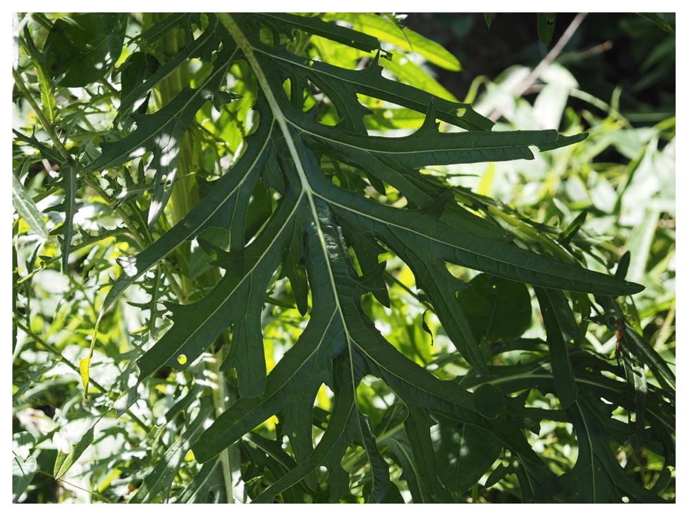 タカアザミの葉