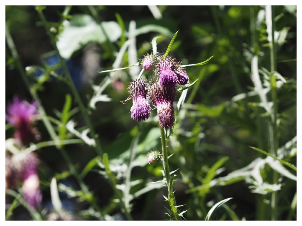 タカアザミの花