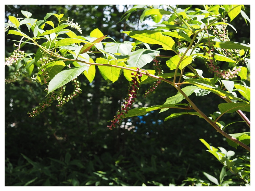 ヨウシュヤマゴボウ