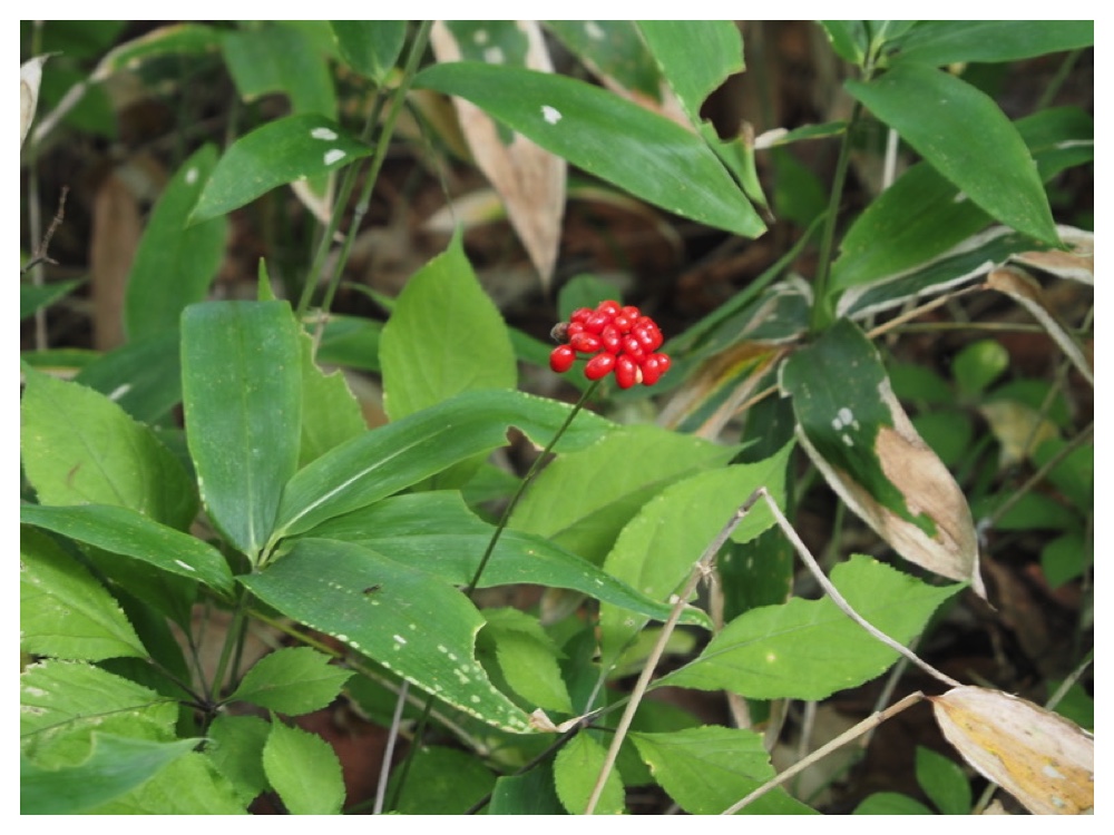 トチバニンジン