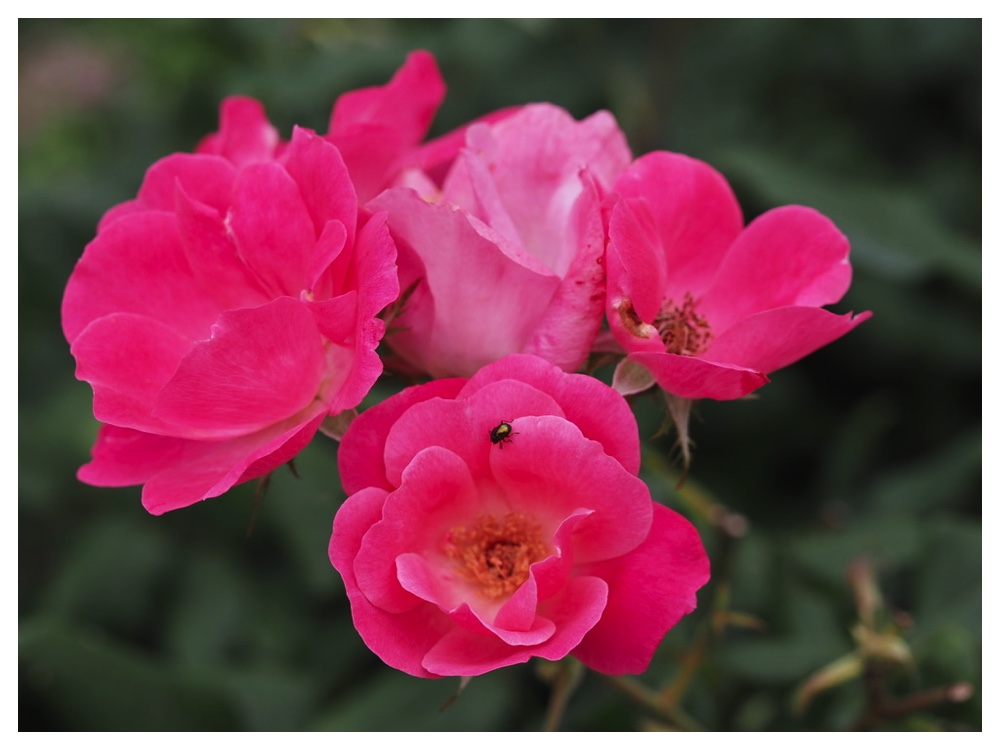 バラ（ノックアウト）