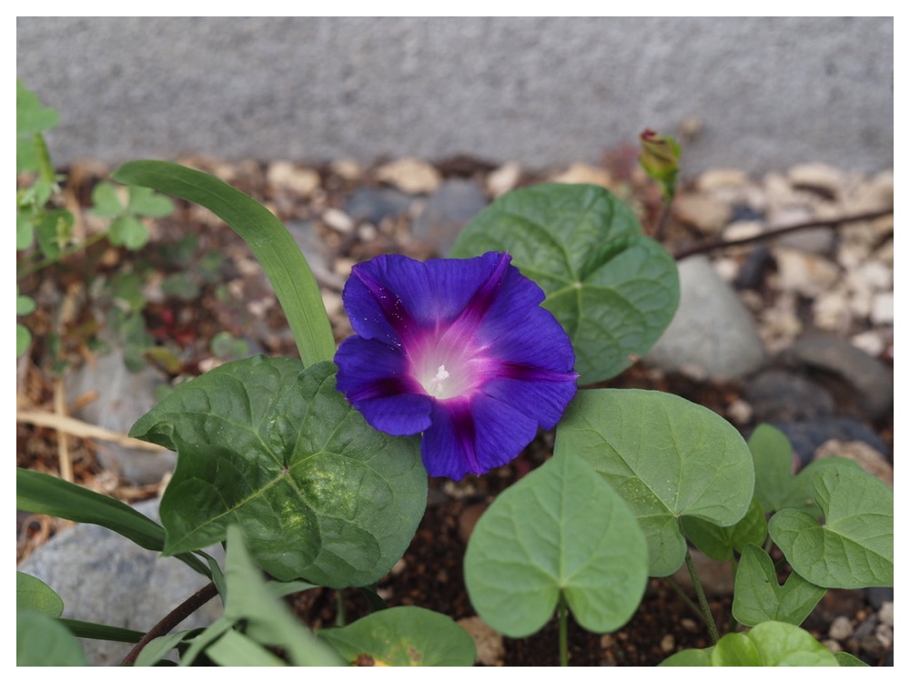 マルバアサガオ