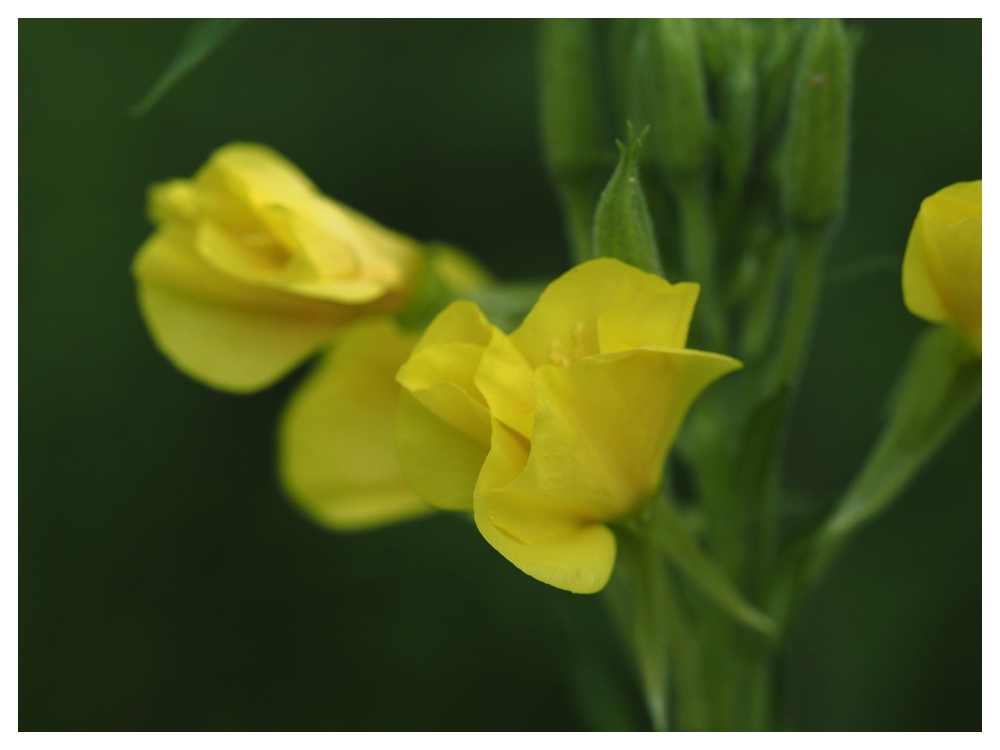 メマツヨイグサ