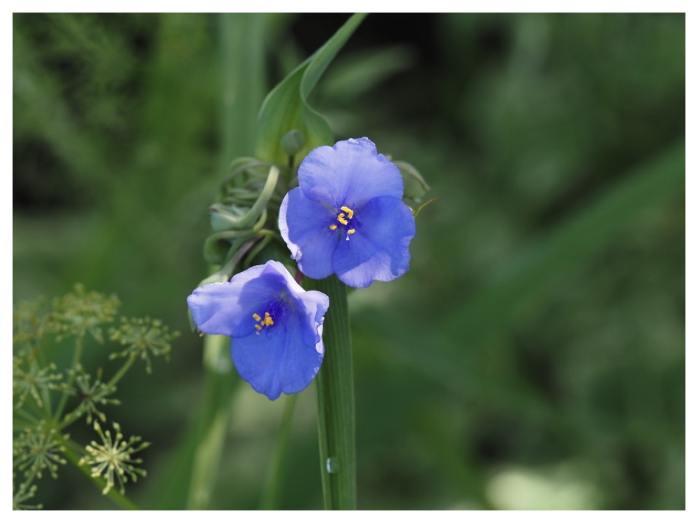 ムラサキツユクサ