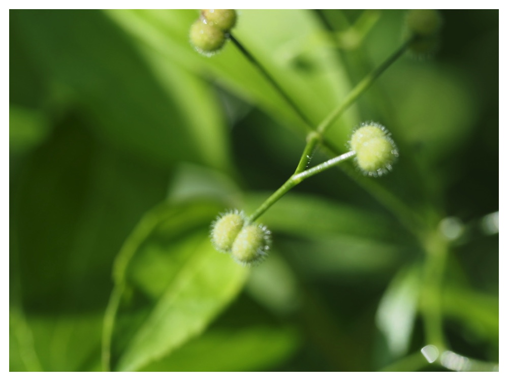 オオバノヤエムグラ