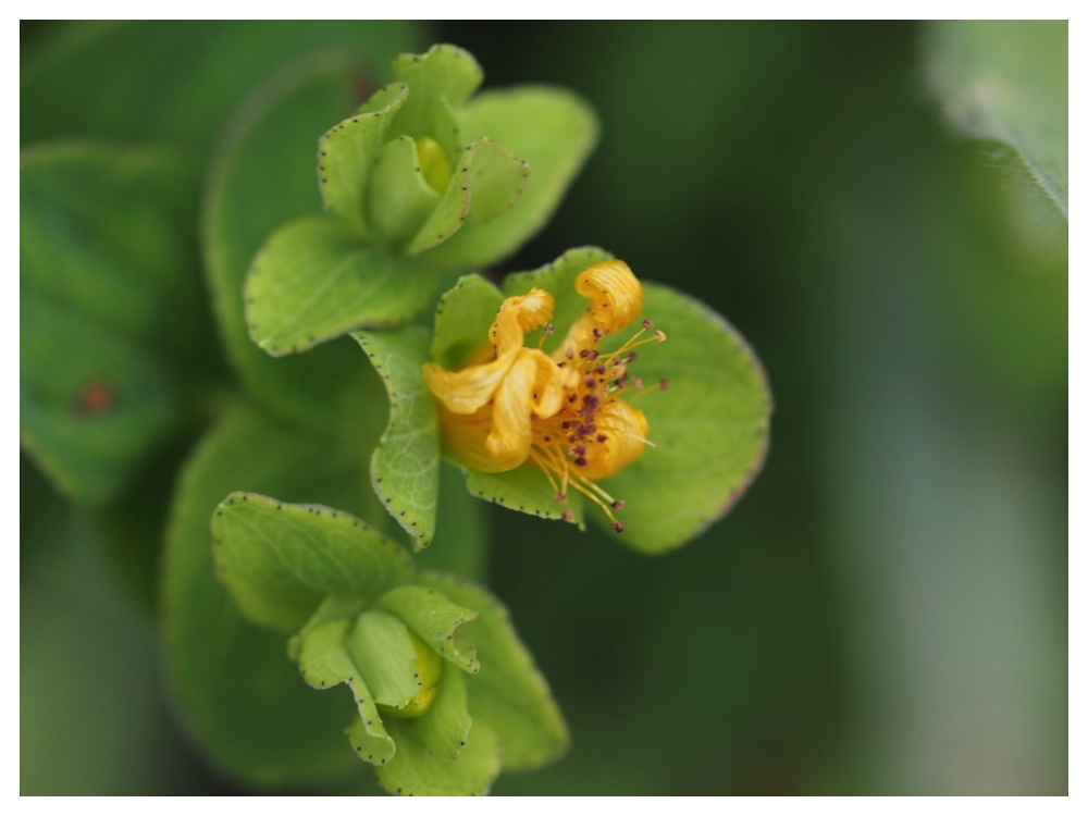 サマニオトギリ