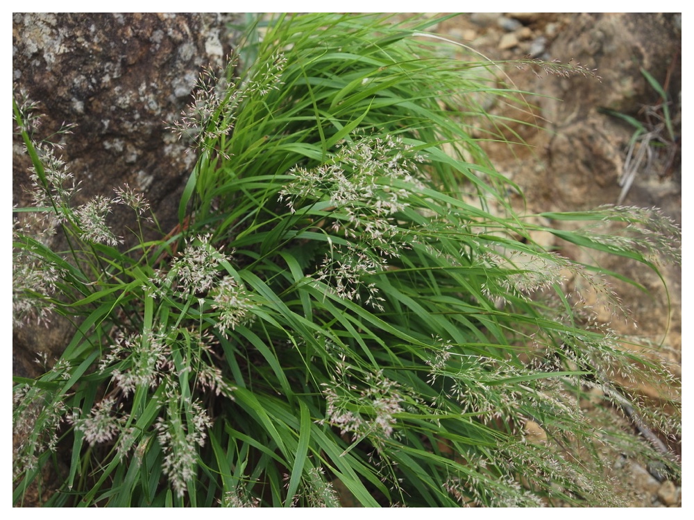 タカネノガリヤス