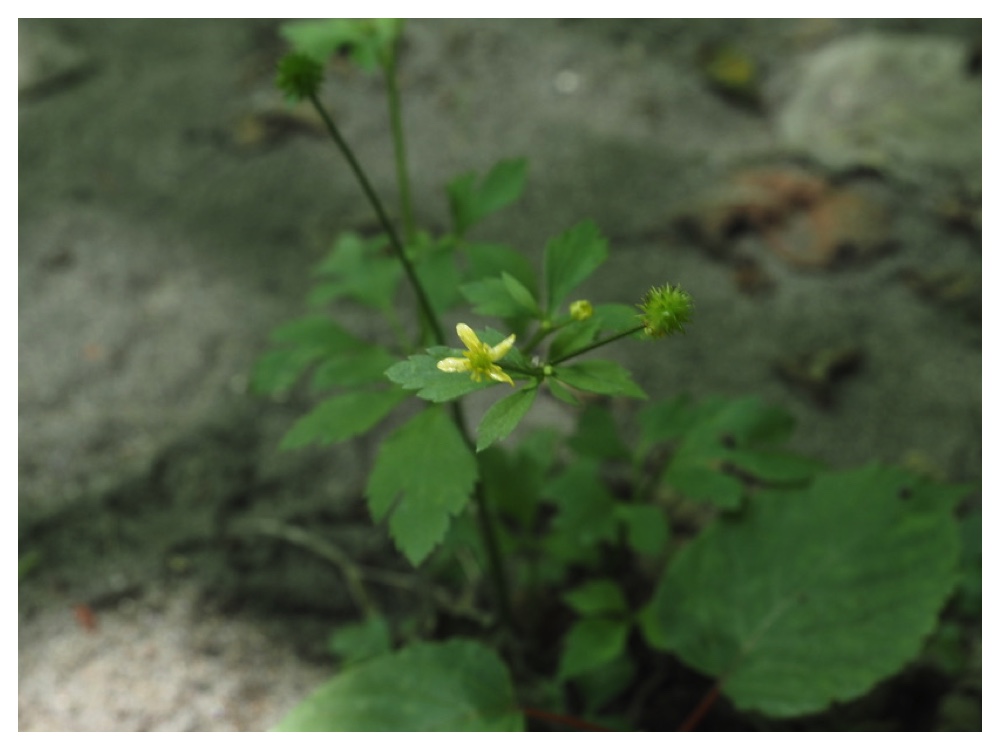 キツネノボタン