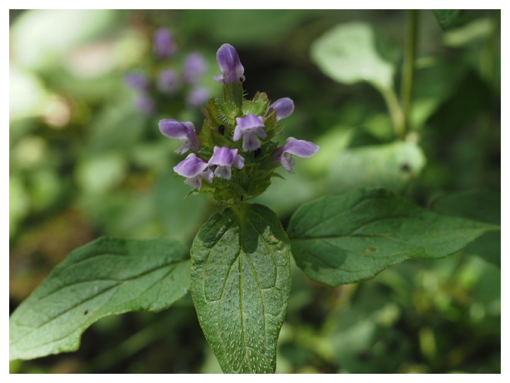 ミヤマウツボグサ