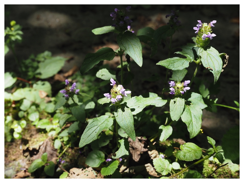 ミヤマウツボグサ