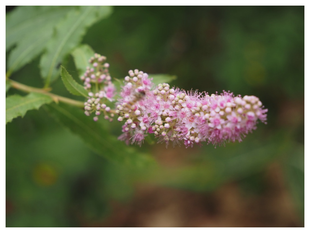 ホザキシモツケ