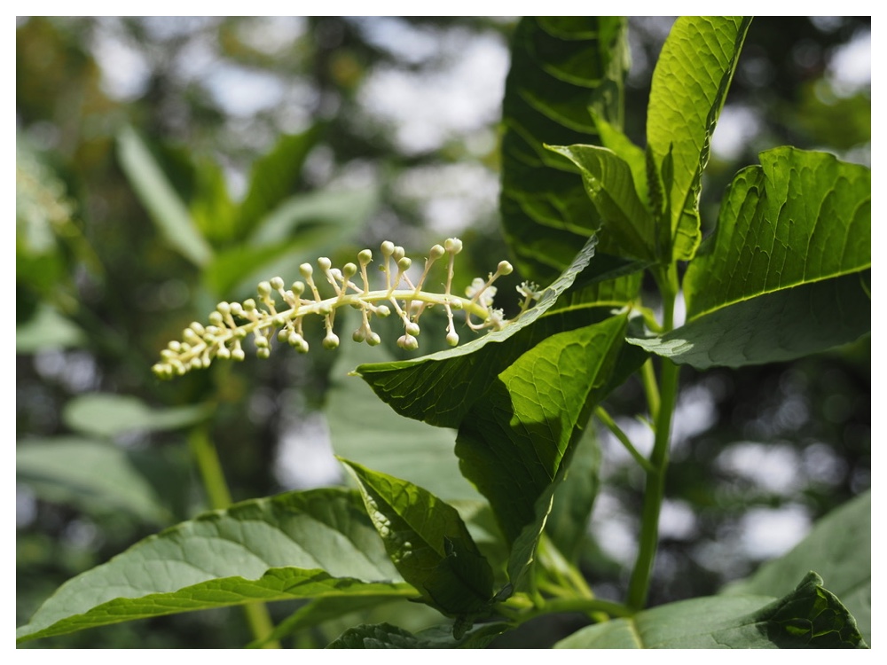 ヨウシュヤマゴボウ